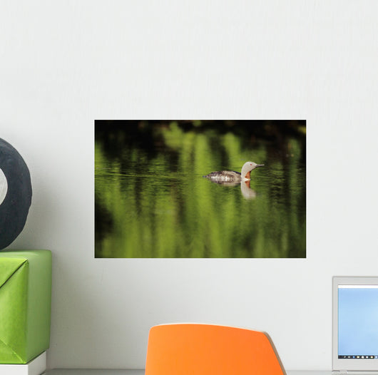 Alaska, Red Throated Loon Swims On A Green Pond Wall Mural