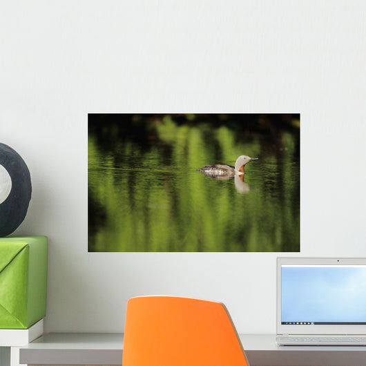 Alaska, Red Throated Loon Swims On A Green Pond Wall Mural