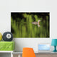 Alaska, Red Throated Loon Swims On A Green Pond Wall Mural