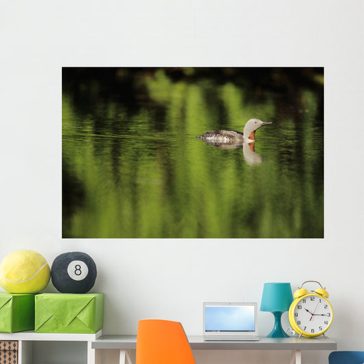 Alaska, Red Throated Loon Swims On A Green Pond Wall Mural