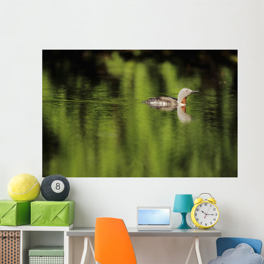 Alaska, Red Throated Loon Swims On A Green Pond Wall Mural