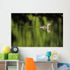 Alaska, Red Throated Loon Swims On A Green Pond Wall Mural