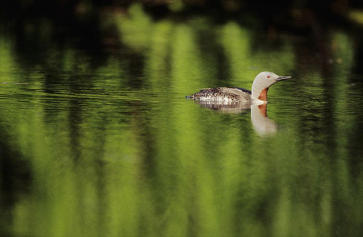 Alaska, Red Throated Loon Swims On A Green Pond Wall Mural