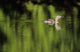 Alaska, Red Throated Loon Swims On A Green Pond Wall Mural