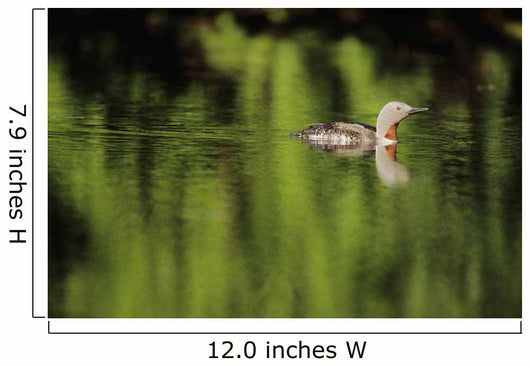 Alaska, Red Throated Loon Swims On A Green Pond Wall Mural