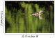 Alaska, Red Throated Loon Swims On A Green Pond Wall Mural