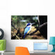 Australia, Kingfisher Wall Mural