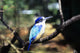 Australia, Kingfisher Wall Mural