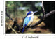 Australia, Kingfisher Wall Mural