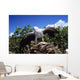 Indonesia, White Bellied Sea Eagle Holding A Fish With Wings Spread Wall Mural
