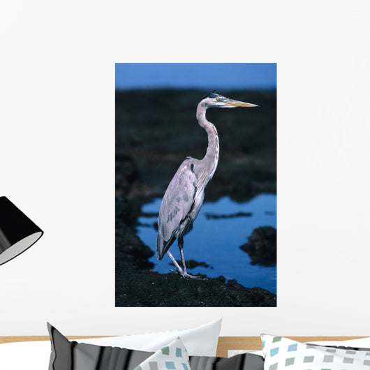 Galapagos, Great Blue Heron Wall Mural