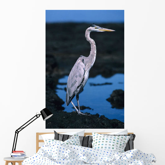 Galapagos, Great Blue Heron Wall Mural