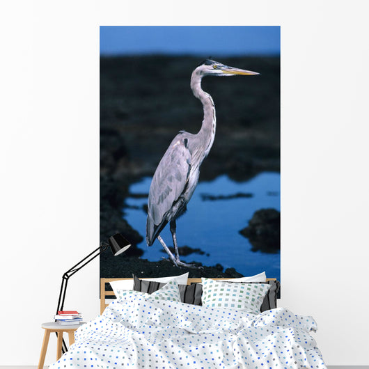Galapagos, Great Blue Heron Wall Mural