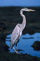 Galapagos, Great Blue Heron Wall Mural