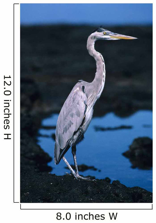 Galapagos, Great Blue Heron Wall Mural