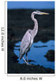 Galapagos, Great Blue Heron Wall Mural