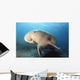 Dugong swimming underwater Wall Mural