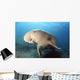 Dugong swimming underwater Wall Mural