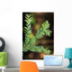 Pacific Yew Tree Leaves Source Of Cancer Fighting Drug Taxol Wall Mural