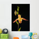Orchid On Black Background Wall Mural