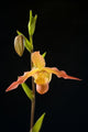 Orchid On Black Background Wall Mural