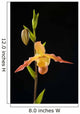 Orchid On Black Background Wall Mural