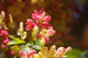 Hawaii, Maui, Close-Up Of Blossoms Of A Shower Tree Wall Mural