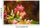 Hawaii, Maui, Close-Up Of Blossoms Of A Shower Tree Wall Mural