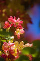 Hawaii, Maui, Close-Up Of Blossoms Of A Shower Tree Wall Mural