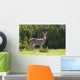 Hawaii, Maui, A Feral Axis Deer Standing In A Green Meadow Wall Mural