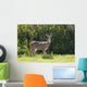 Hawaii, Maui, A Feral Axis Deer Standing In A Green Meadow Wall Mural
