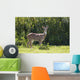Hawaii, Maui, A Feral Axis Deer Standing In A Green Meadow Wall Mural