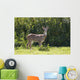 Hawaii, Maui, A Feral Axis Deer Standing In A Green Meadow Wall Mural