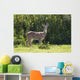 Hawaii, Maui, A Feral Axis Deer Standing In A Green Meadow Wall Mural