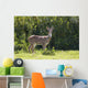 Hawaii, Maui, A Feral Axis Deer Standing In A Green Meadow Wall Mural