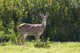 Hawaii, Maui, A Feral Axis Deer Standing In A Green Meadow Wall Mural