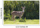 Hawaii, Maui, A Feral Axis Deer Standing In A Green Meadow Wall Mural