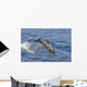 Hawaii, Spinner Dolphin Leaps Into The Air Wall Mural