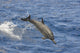 Hawaii, Spinner Dolphin Leaps Into The Air Wall Mural