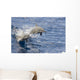 USA, Spinner Dolphins jumping Wall Mural