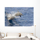 USA, Spinner Dolphins jumping Wall Mural