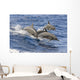 Hawaii, Spinner Dolphins Leap Into The Air At The Same Time Wall Mural