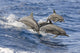 Hawaii, Spinner Dolphins Leap Into The Air At The Same Time Wall Mural