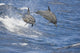 Hawaii, Spinner Dolphins Leap Into The Air At The Same Time Wall Mural