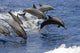 Hawaii, Seven Spinner Dolphin Leap Into The Air At The Same Time Wall Mural