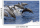 Hawaii, Seven Spinner Dolphin Leap Into The Air At The Same Time Wall Mural