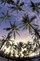 Coconut palm tree grove at Pu Wall Mural