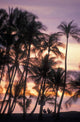 Palm trees and a couple in beach chairs at sunset at Anaehoomalu Bay Wall Mural