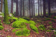 Green Woods Wall Decal