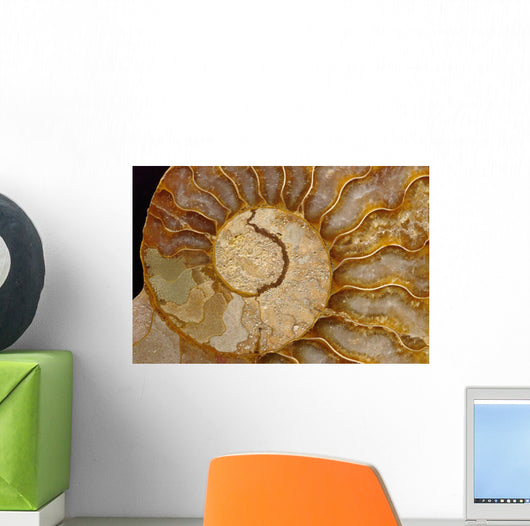 Ammonite Fossil Wall Mural